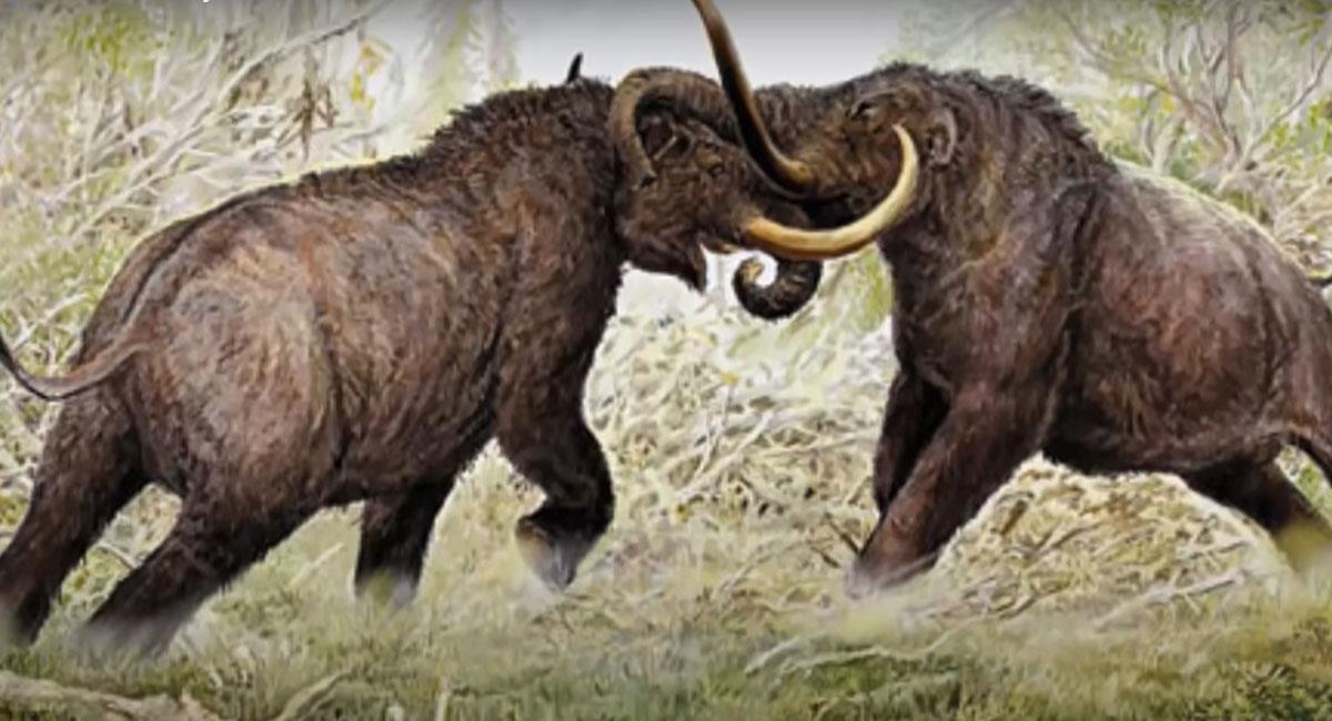 Los mastodontes no deben confundirse con los mamuts y se extendieron por África y América. Foto: Youtube