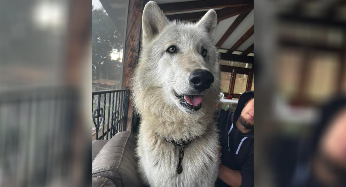 A pesar de las denuncias, perro-lobo de Antioquia seguirá viviendo con su dueño. Foto: Twitter @cornare