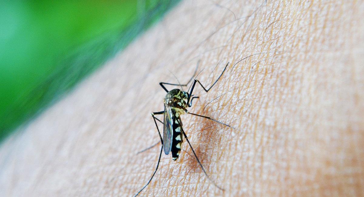 El Aedes Aegypti es el mosquito cuya picadura produce el dengue. Foto: Pixabay