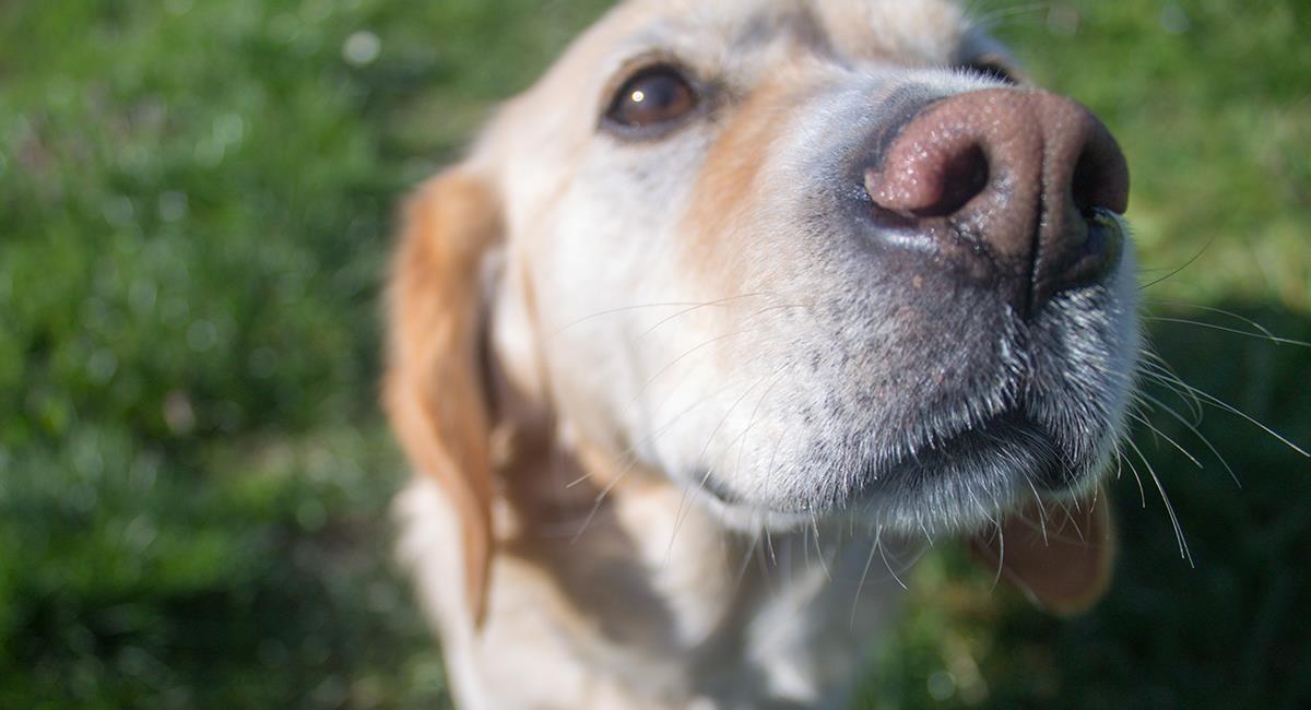 Héroe de 4 patas: perro descubrió cocaína escondida en dos volquetas en Bogotá. Foto: Shutterstock