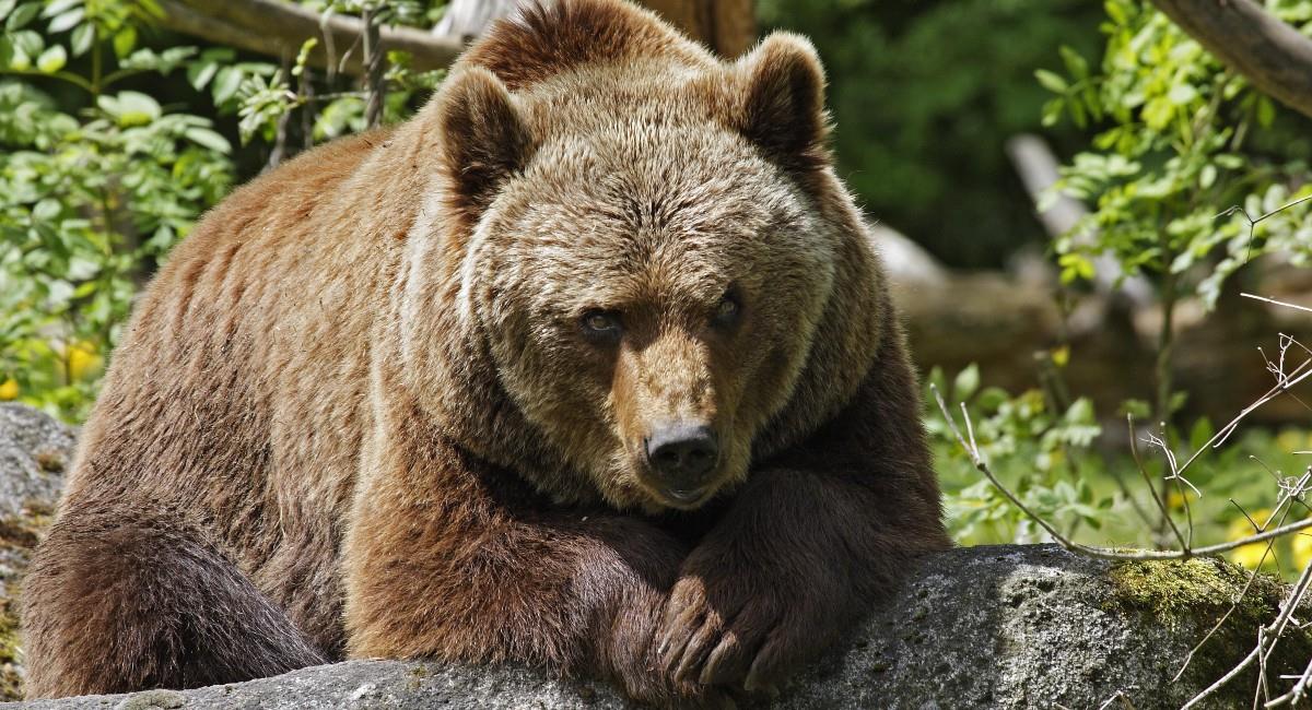 El oso ya había participado en películas anteriormente. Foto: Shutterstock