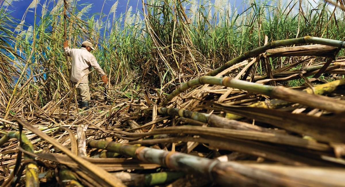 Indígenas se tomaron un ingenio azucarero en Cauca. Foto: Pixabay
