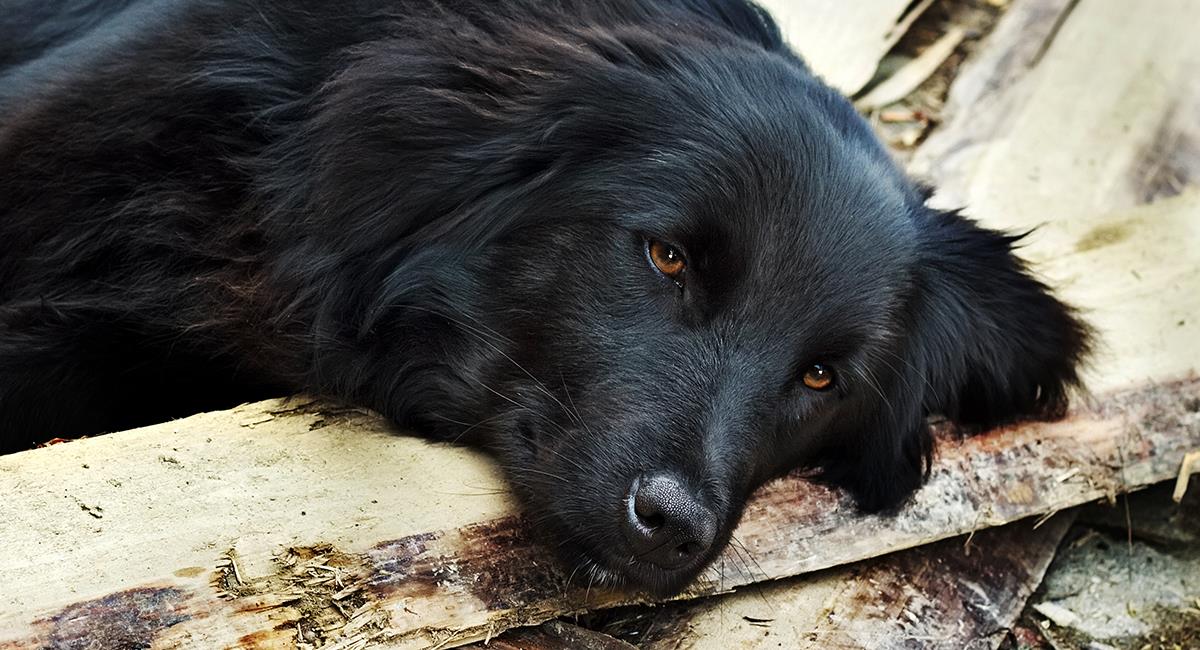 Tu mascota podría estar en riesgo: alerta en Bogotá por virus canino. Foto: Shutterstock