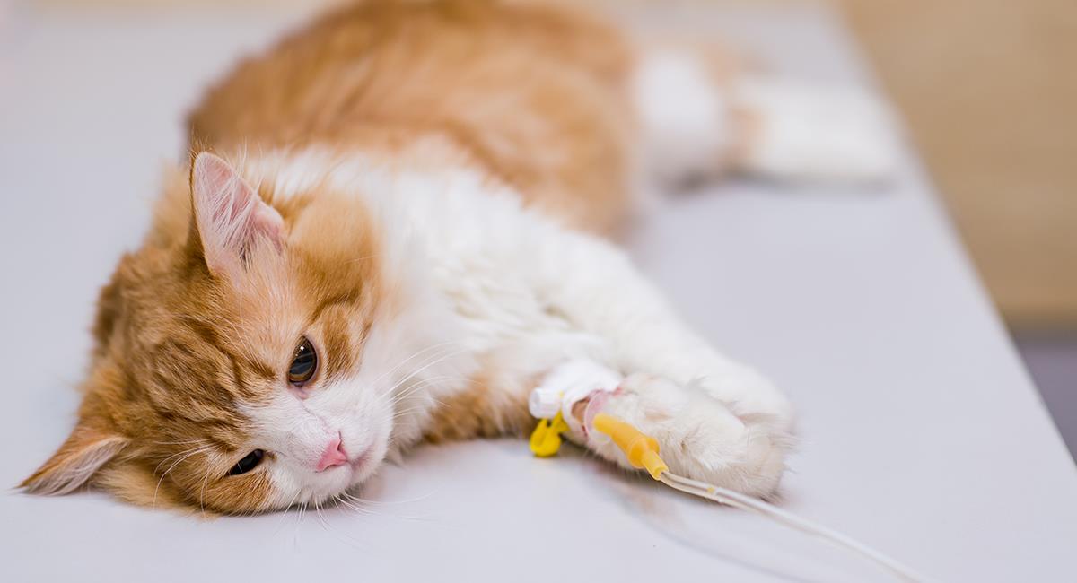 Ya puedes agendar un turno para esterilizar gratis a tu perro o gato en agosto. Foto: Shutterstock