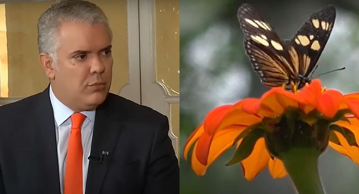 Una nueva especie de mariposa llevará el nombre de Iván Duque como homenaje a su gestión. Foto: Youtube