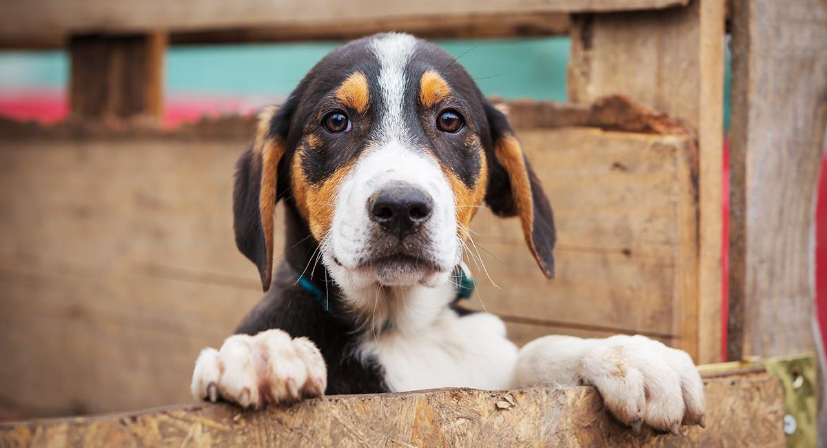 Discriminación o conciencia: refugio no dejó que una mujer obesa adoptara un perro. Foto: Shutterstock