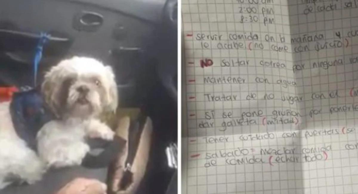 Abandonan un perro en un taxi en Bogotá. Foto: Captura de pantalla vídeo 