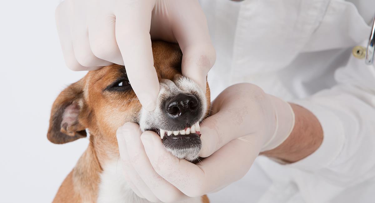 Tienes que probarlo: experto comparte sorprendente truco para el mal aliento de tu perro. Foto: Shutterstock