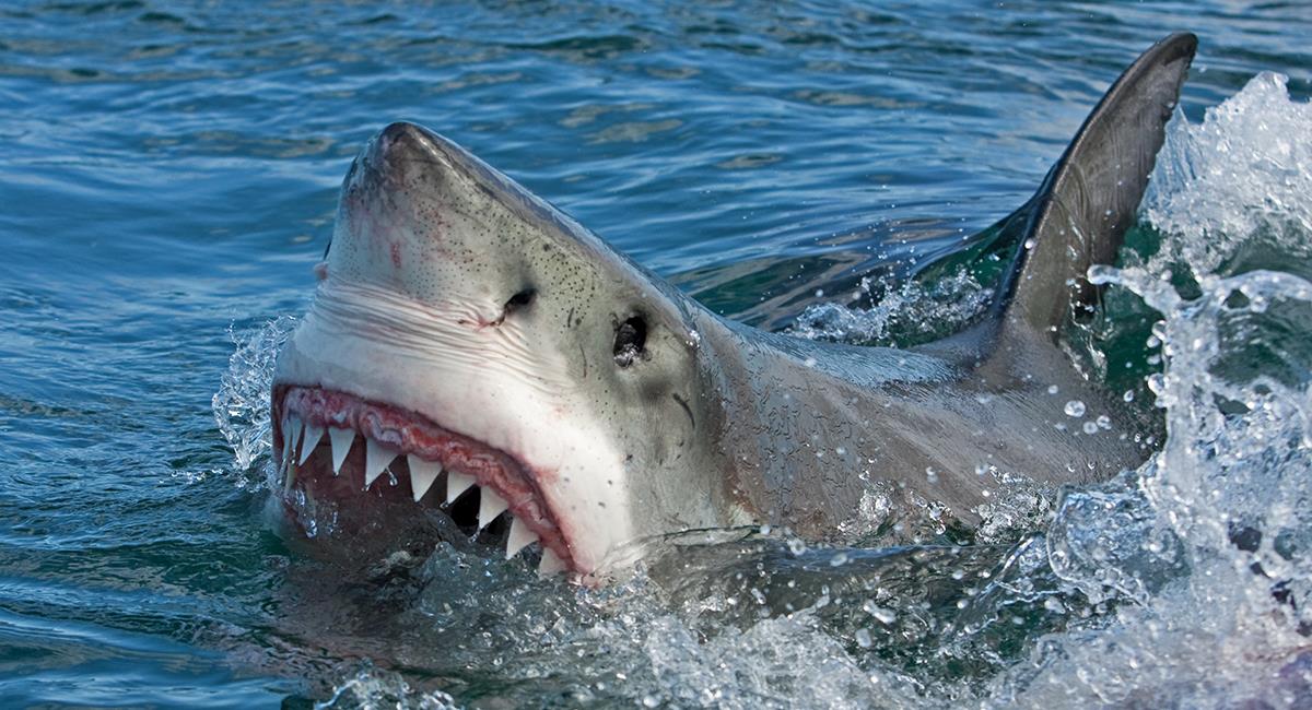 Repudiable: pescador utilizó un perro como carnada para atraer tiburones. Foto: Shutterstock
