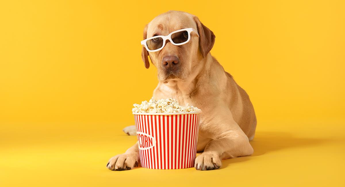 Con asientos especiales y hasta comida: crean el primer cine para perros de Sudamérica. Foto: Shutterstock