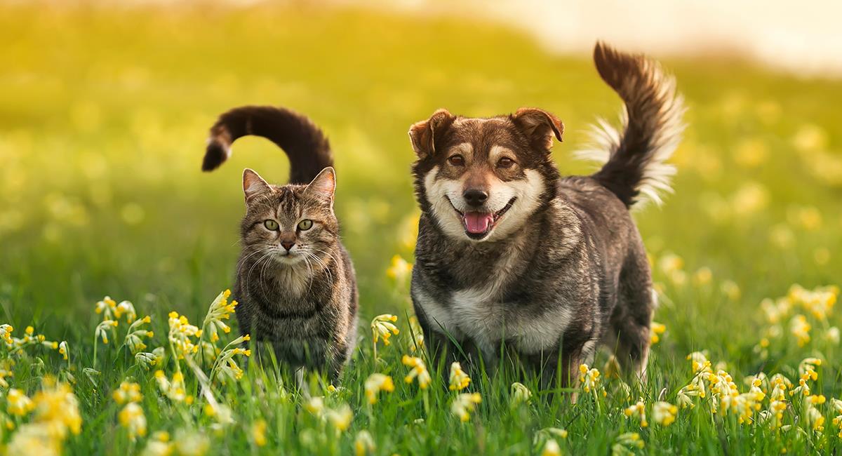 Gato se volvió viral por creerse perro, pero un detalle dejó en evidencia a su dueño. Foto: Shutterstock