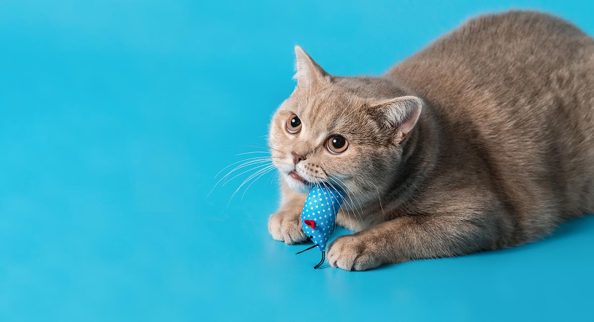 Experta enseña a crear 7 juguetes caseros para gatos, según sus necesidades. Foto: Shutterstock