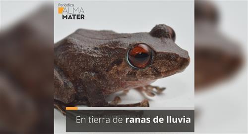Nueva especie de rana fue bautizada en honor a campesinos colombianos