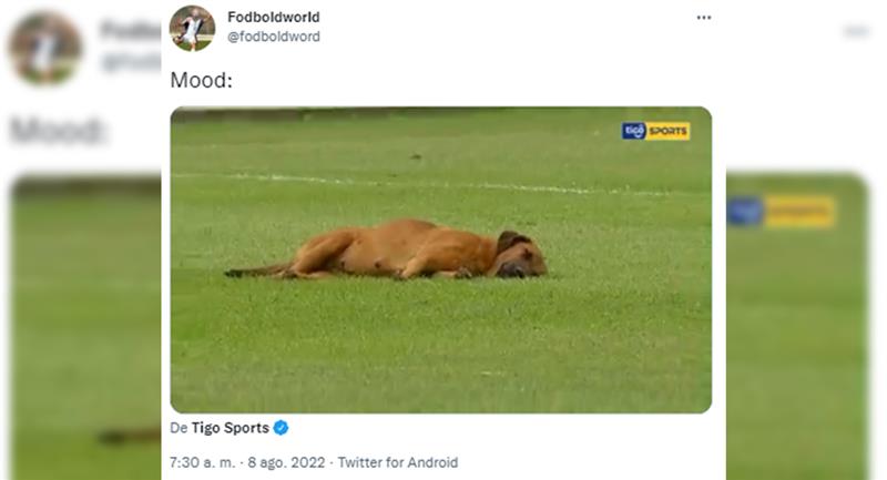 Cogen al perro tirado en el campo.  Foto: Twitter @fodboldword