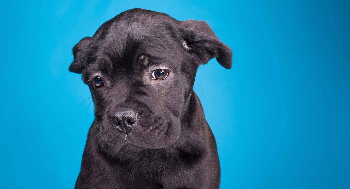 Tu perro también llora de tristeza: te contamos cómo lo hace y cuáles son los motivos. Foto: Shutterstock