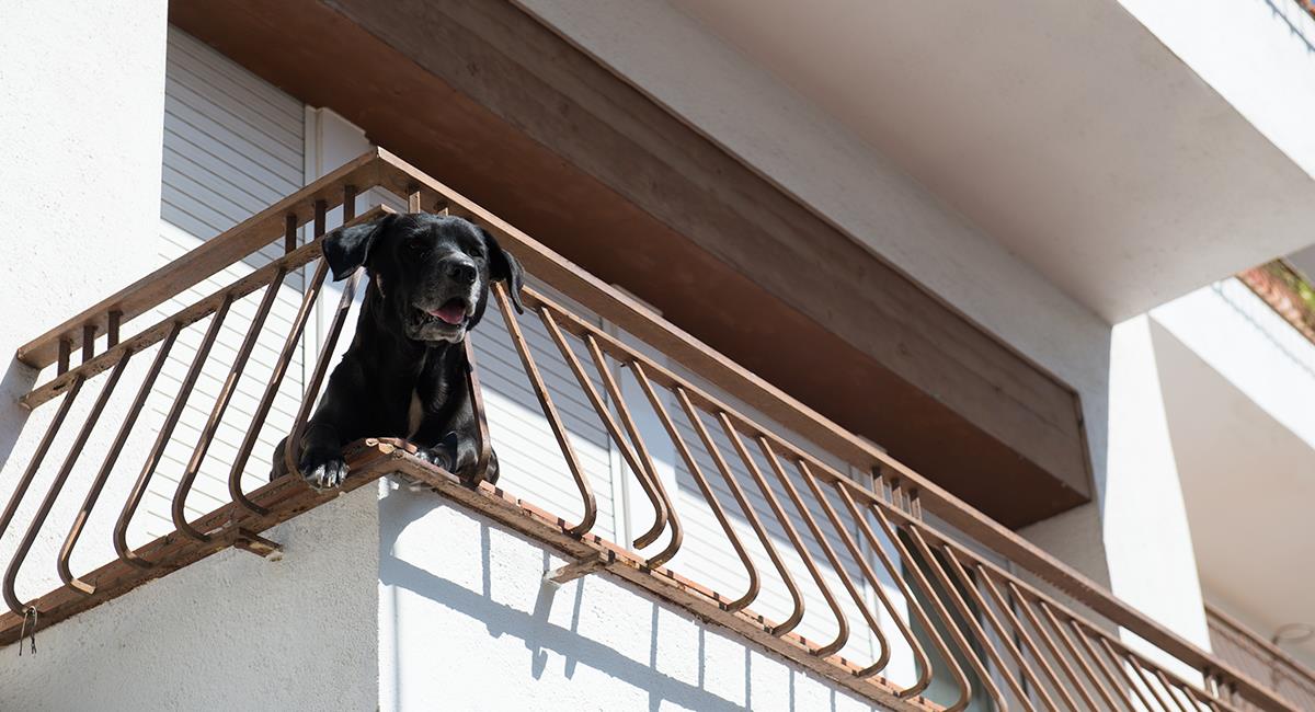Indignante: perro es lanzado desde un edificio y nadie hace nada para ayudarlo. Foto: Shutterstock