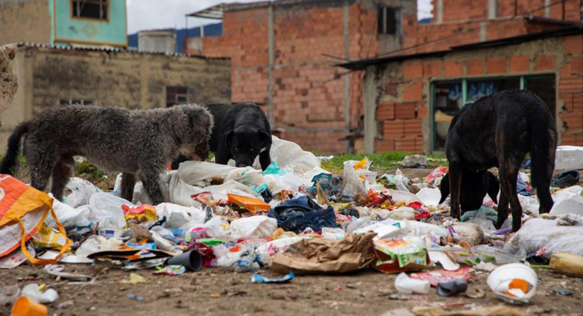 Estudio revela preocupante cifra de perros callejeros en Bogotá. Foto: Cortesía IDPYBA
