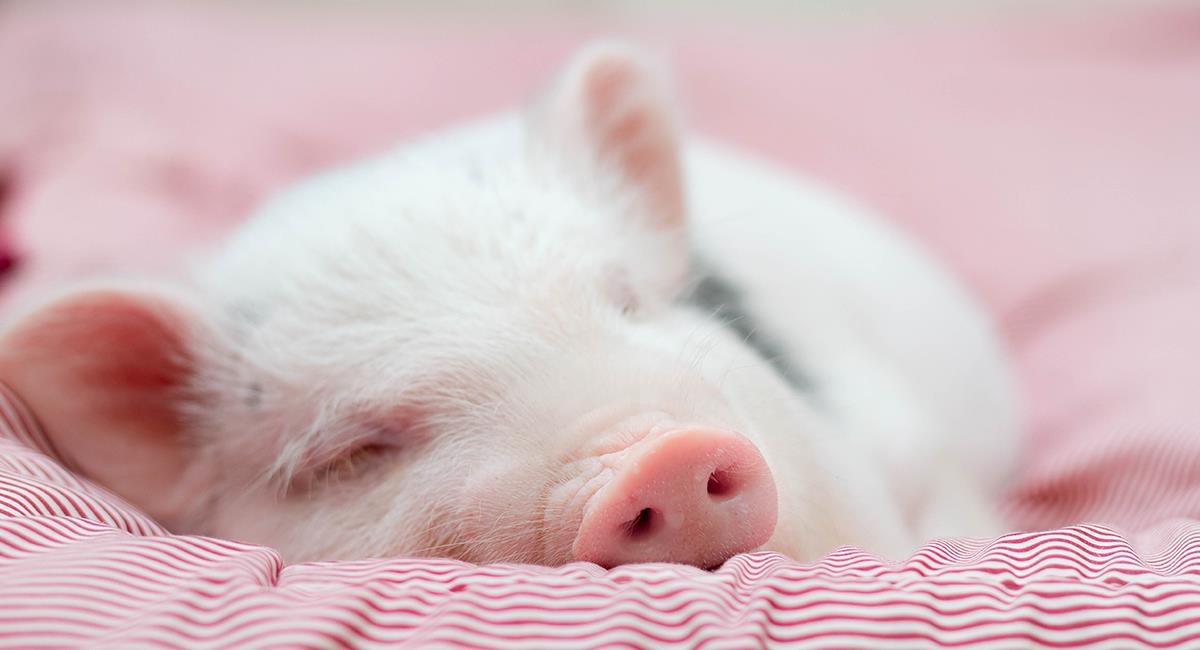 Mascotas peculiares: esto es lo que debes saber si quieres tener un cerdo en casa. Foto: Shutterstock