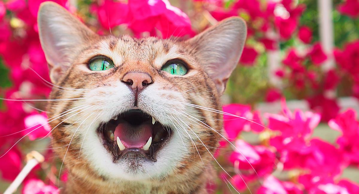 Se volvió viral en TikTok: gato interrumpe el video de su dueña para cantar ópera con ella. Foto: Shutterstock