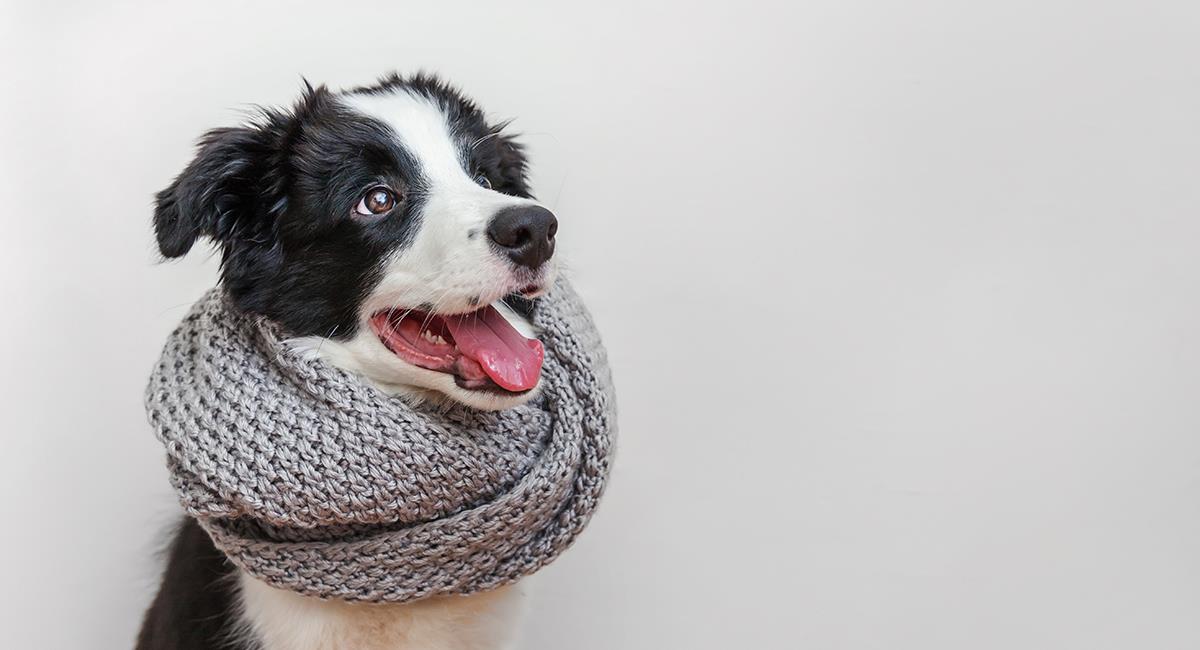 Previene resfriados y otras enfermedades: 5 consejos para proteger a tu perro del frío. Foto: Shutterstock