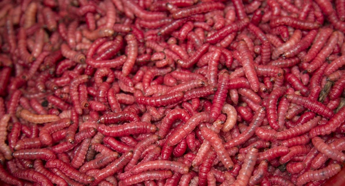 Después de ser cocinados con azúcar quedan sabiendo a carne afirman los investigadores. Foto: Shutterstock
