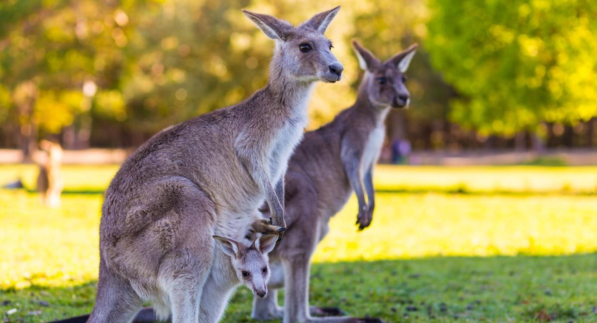 Se estima que la población de canguros en Australia es de entre 40 y 60 millones, lo que viene a ser casi 3 veces mayor que la población de personas. Foto: Shutterstock