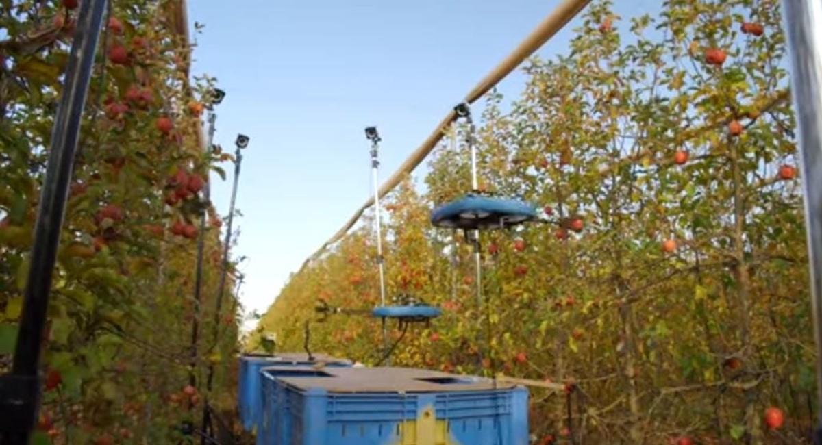 El aparato tuerce y desvía la fruta de la rama con su brazo mecánico de un metro de largo y, deshecha la que no sirve. Foto: Youtube  Israel Económico IE