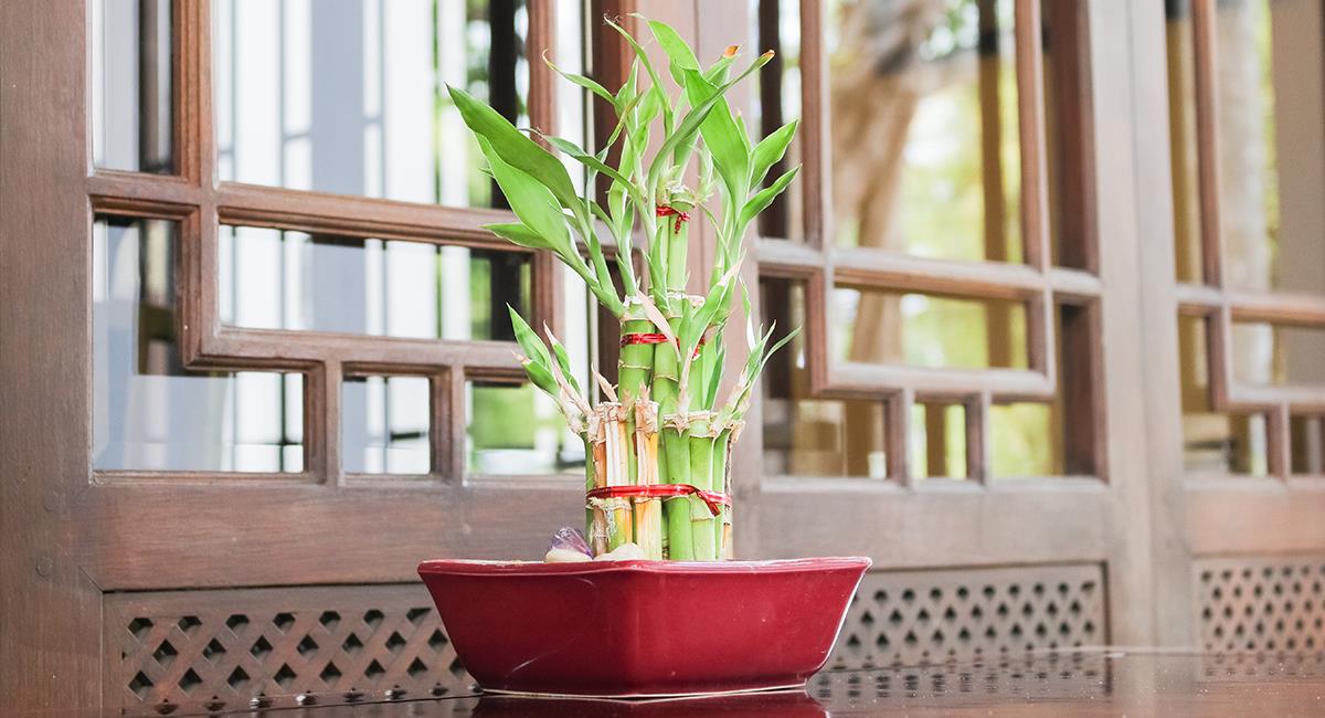 Estas son las partes de la casa donde deberías poner plantas, según el Feng Shui. Foto: Shutterstock