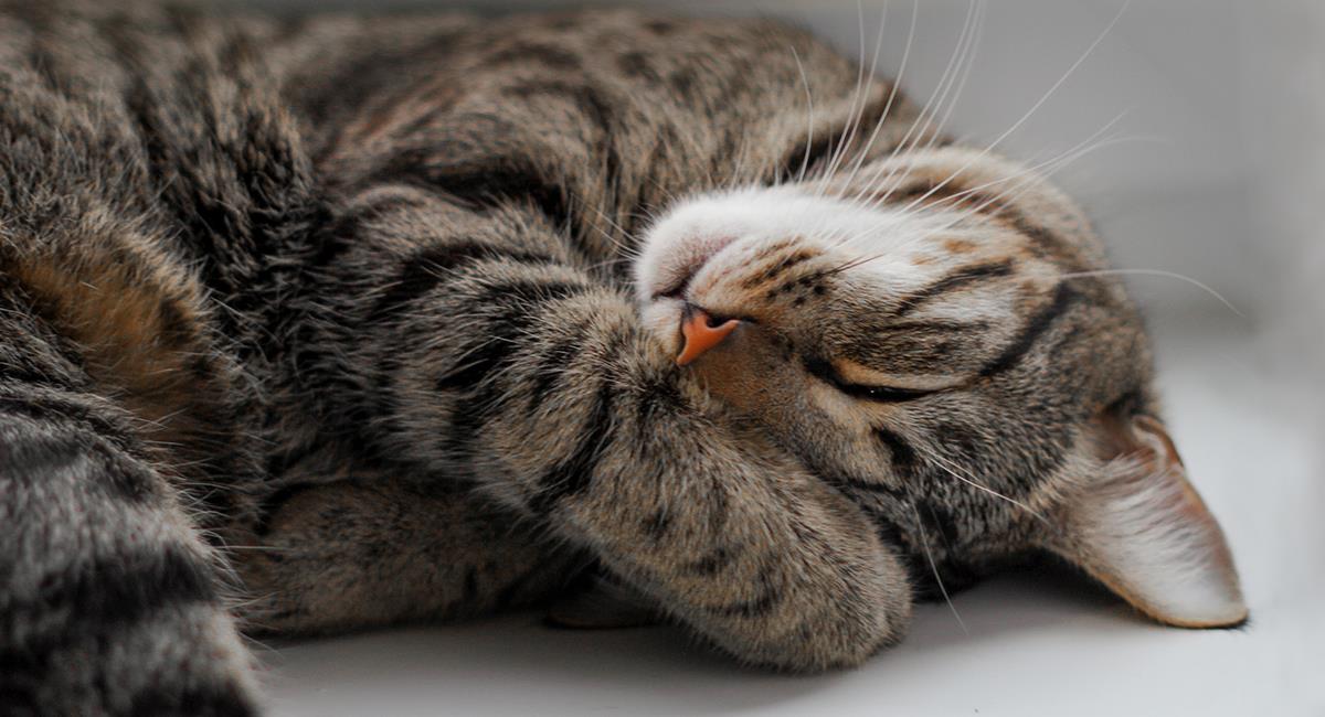 ‘Panchito’: gato sin ojos se vuelve toda una estrella en redes sociales. Foto: Shutterstock