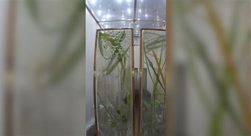 Astronautas chinos cultivan plantas de arroz en el espacio 