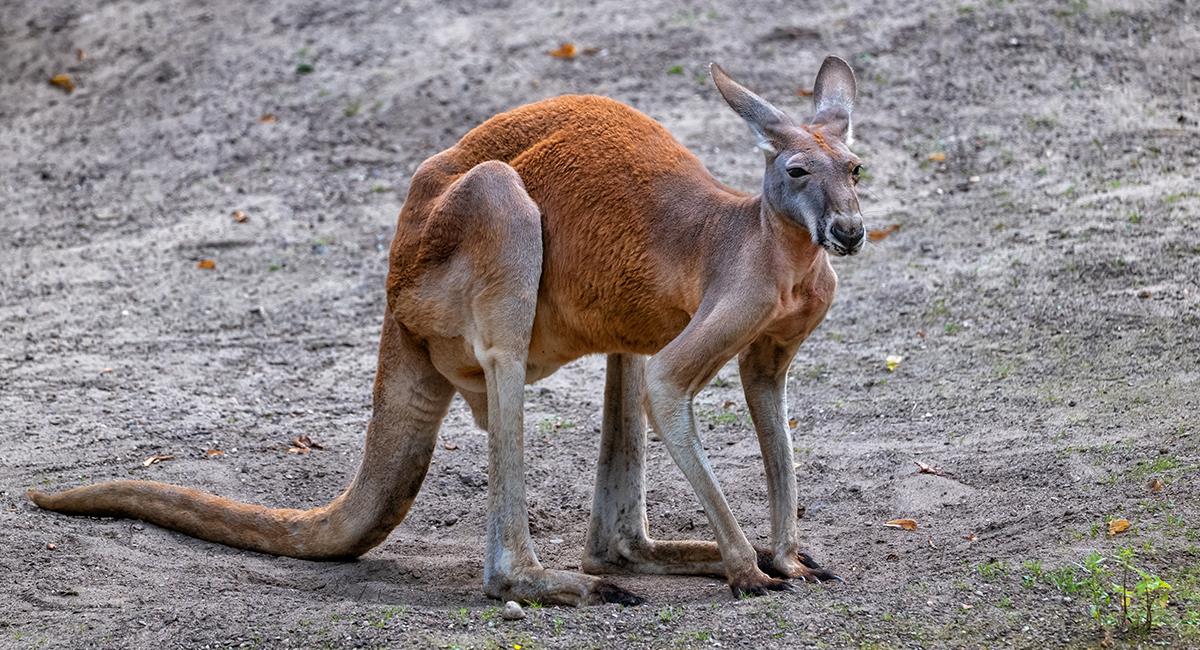 Hombre fue asesinado y el principal sospechoso es un canguro que tenía como mascota. Foto: Shutterstock