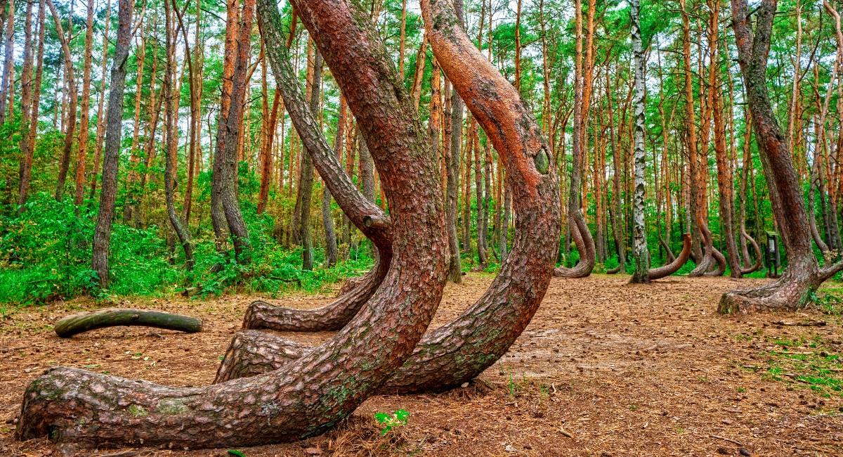 El denominado “bosque torcido” se ubica en Gryfino, en la región de Pomerania, al noroeste de Polonia. Foto: Shutterstock