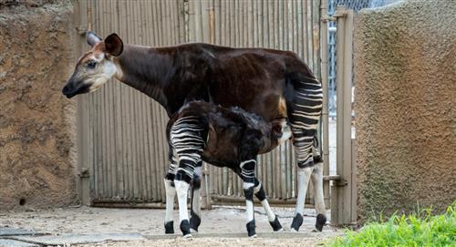 Nace cría de Okapi una especie en vía de extinción 