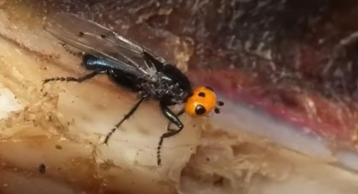 La mosca quebrantahuesos, fue descubierta en 1798, y en 1836 fue nombrada como una especie extinta. Foto: Youtube Milenio
