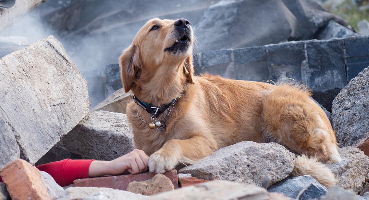 Perros en México son entrenados para buscar personas bajo los escombros. Foto: Shutterstock