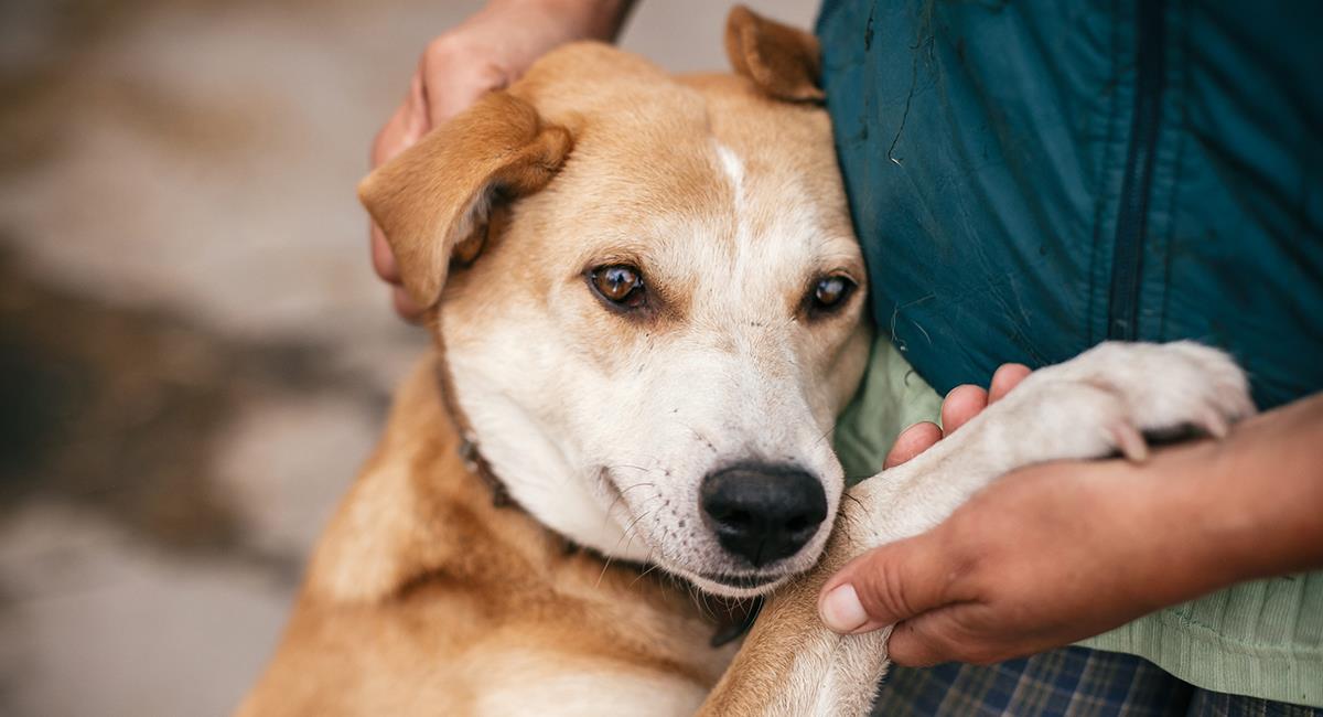 Nueva jornada de adopción de mascotas en Bogotá: conoce todos los detalles. Foto: Shutterstock