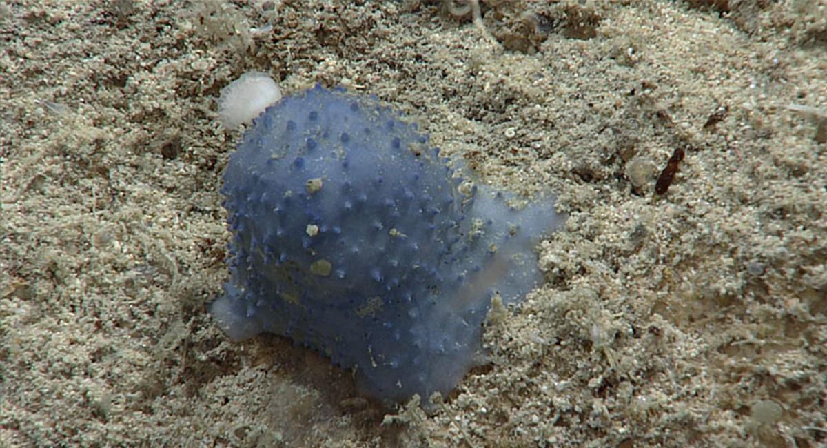 Los expedicioncitas expertos apodaron a los seres azules hallados en las profundidades como blue biomat y blue goo. Foto: NOAA