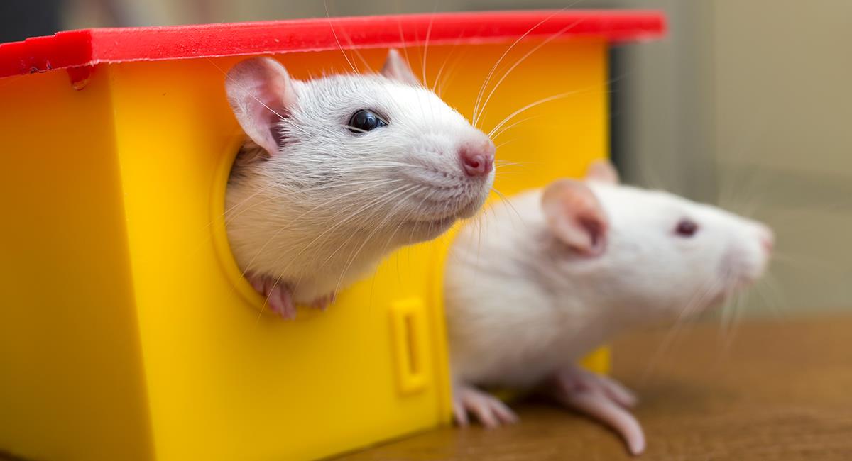 “Conviven con todo el mundo”: mujer vive con 20 ratas rescatadas de laboratorios. Foto: Shutterstock