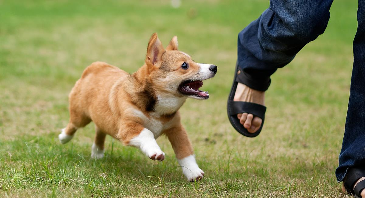Tierna venganza: perro termina persiguiendo al veterinario que lo vacunó. Foto: Shutterstock