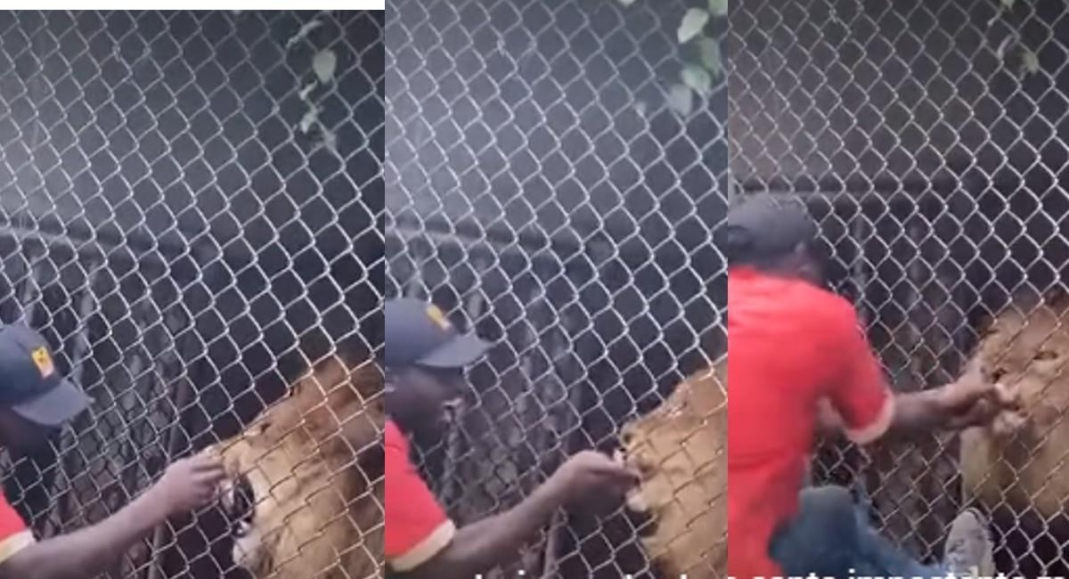 El hecho tuvo lugar el pasado mes de mayo en el Zoológico de Jamaica. Foto: Youtube El Universal