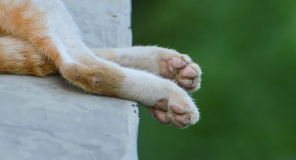 Que crueldad: menores de edad fueron grabados mientras torturaban a un gato. Foto: Shutterstock