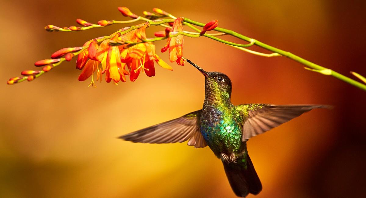 El próximo 8 de octubre se llevará a cabo un evento conmemorativo donde se podrá disfrutar del avistamiento de aves en el cerro de Monserrate. Foto: Shutterstock
