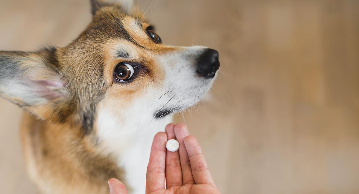 No sufras más: 5 increíbles trucos para darle una pastilla a tu perro. Foto: Shutterstock