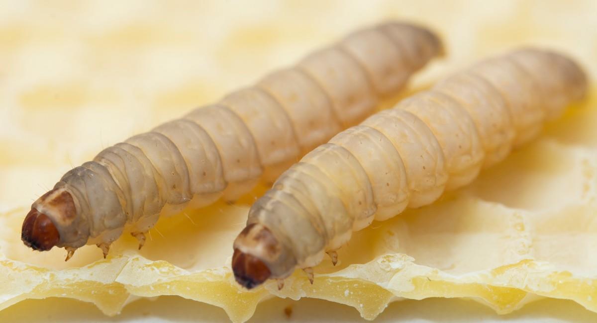 La especie de gusano de cera demostró en la investigación que su saliva cuenta con enzimas claves para la degradación del polietileno. Foto: Shutterstock