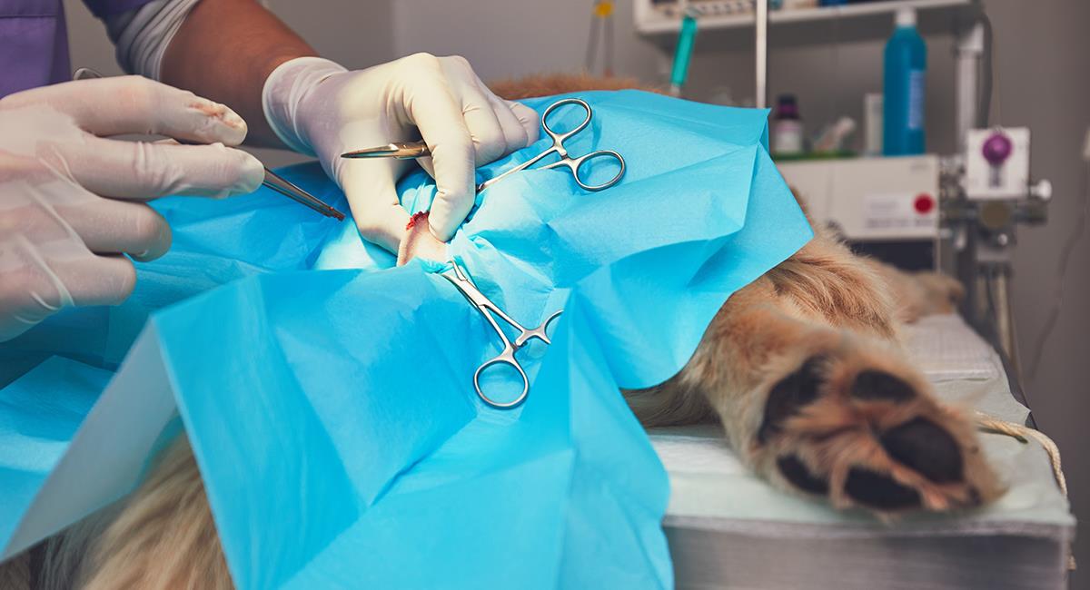 Indignante: veterinario sacrificó perros de la calle para dictar capacitaciones sobre cirugías. Foto: Shutterstock