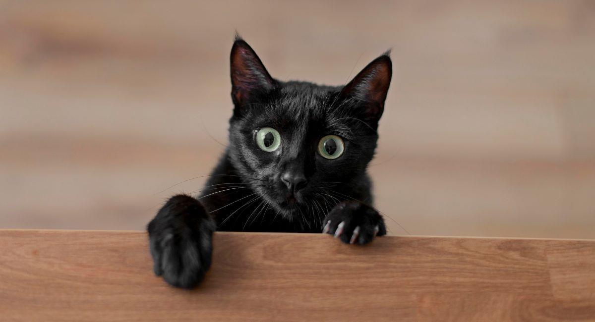 Supersticiones de los gatos negros. Foto: Freepik