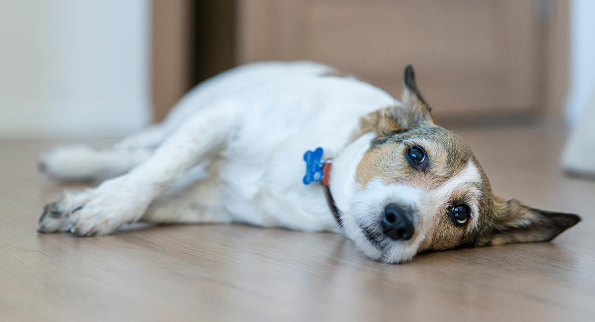 Cosas que hace tu perro cuando tiene dolor: 5 señales que no debes ignorar. Foto: Shutterstock