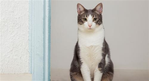 Oscar, el gato que predijo más de 100 fallecimientos en un geriátrico
