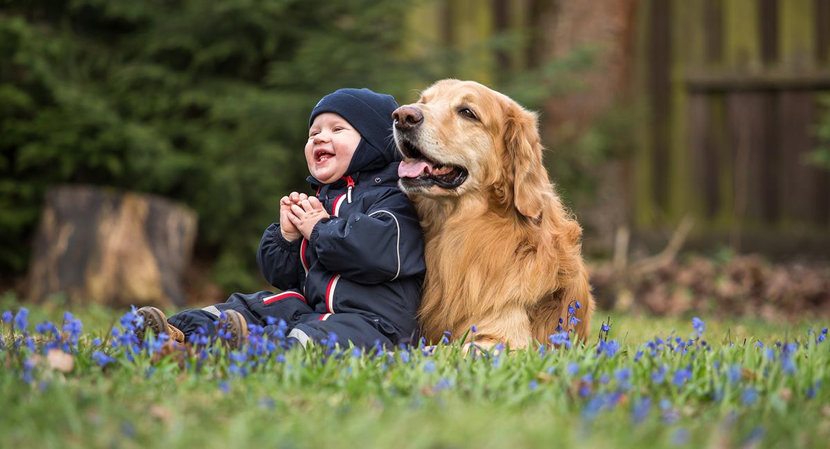 Los mejores amigos del hombre: bebé escapa de casa y sus perros ayudan a rescatarlo. Foto: Shutterstock