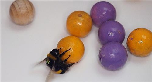 Expertos descubren que abejas son capaces de jugar con pelotas 
